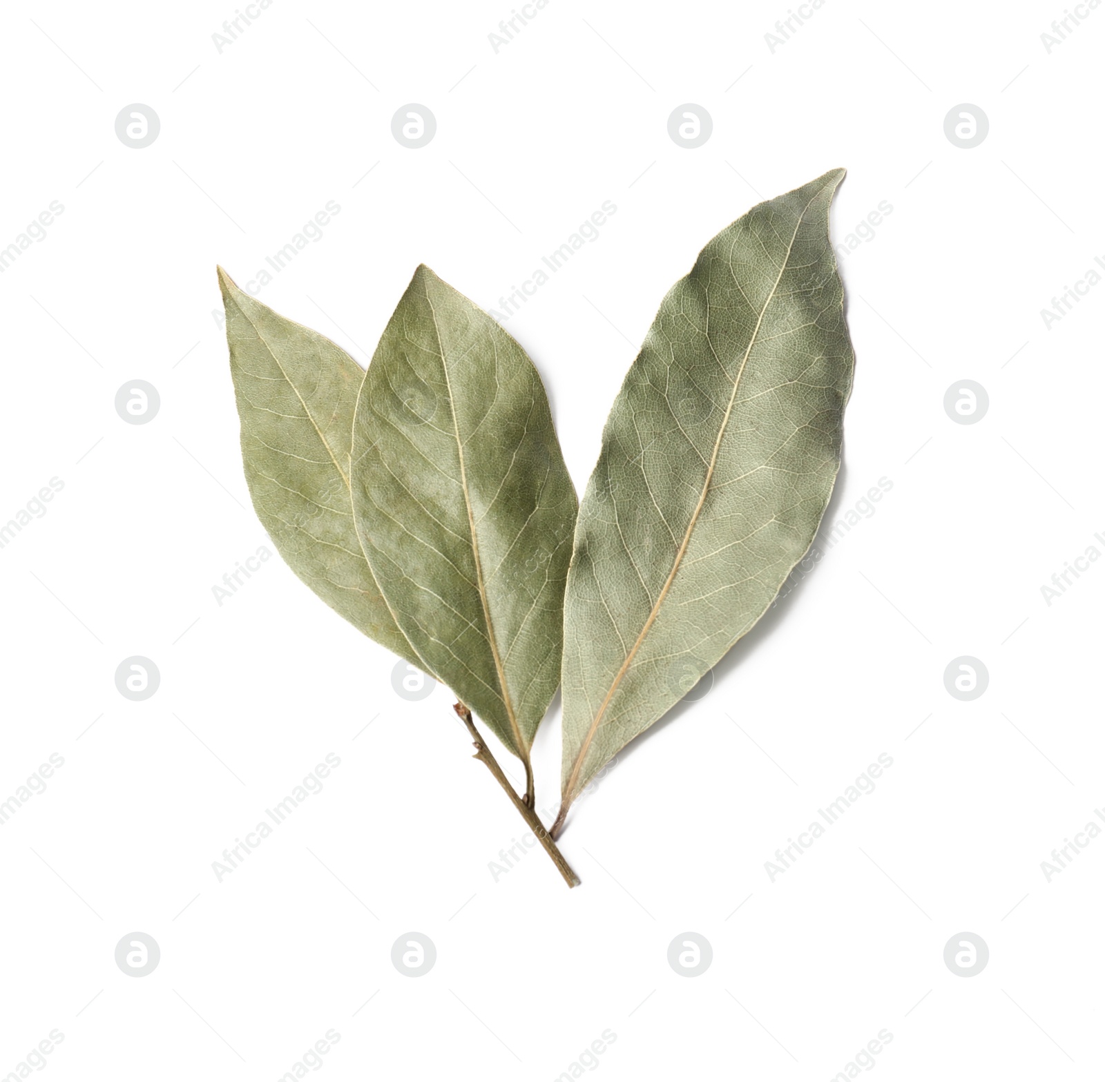 Photo of Sprig of aromatic bay leaves on white background, top view