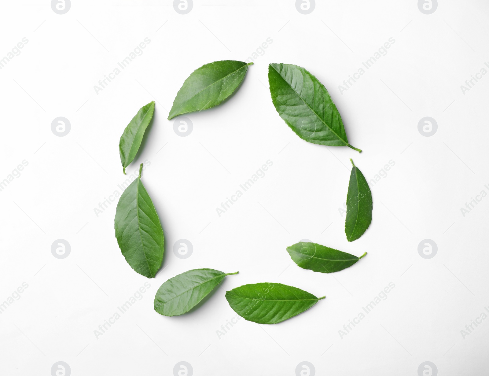 Photo of Fresh green citrus leaves on white background, top view. Space for text