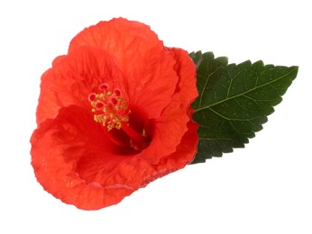 Photo of Beautiful red hibiscus flower and green leaf isolated on white
