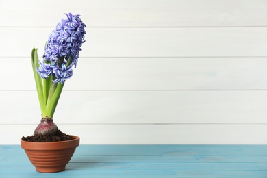 Photo of Beautiful hyacinth in flowerpot on light blue wooden table. Space for text