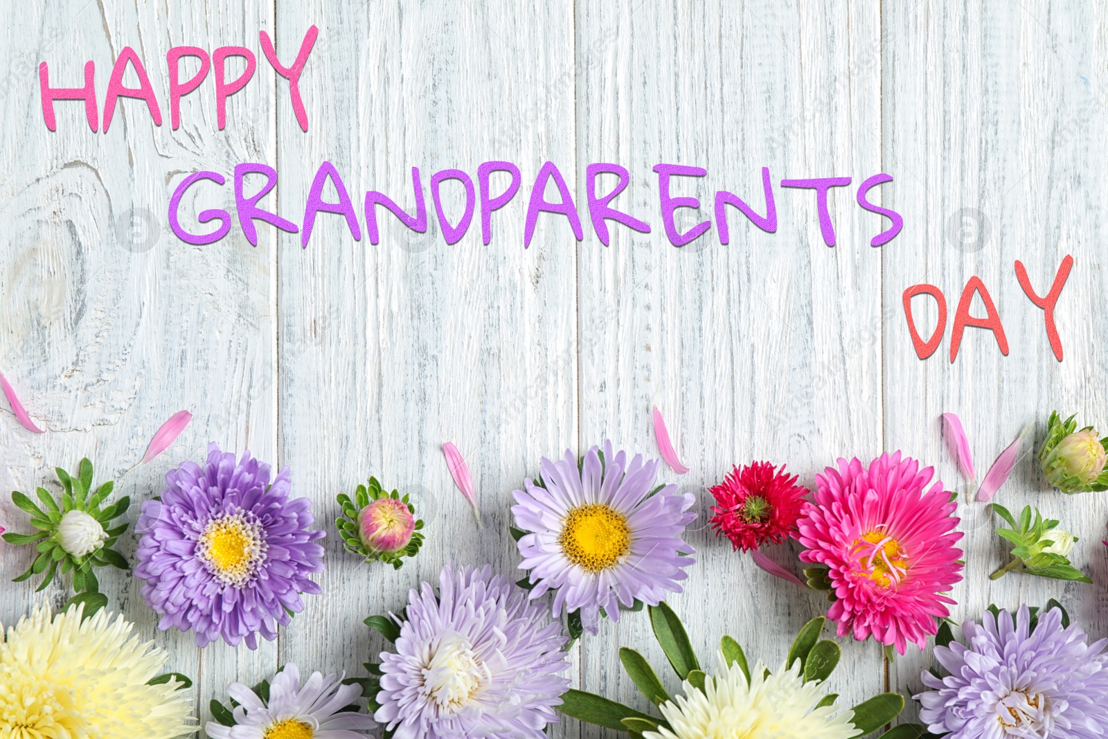 Image of Flat lay composition with beautiful aster flowers and phrase HAPPY GRANDPARENTS DAY on white wooden table