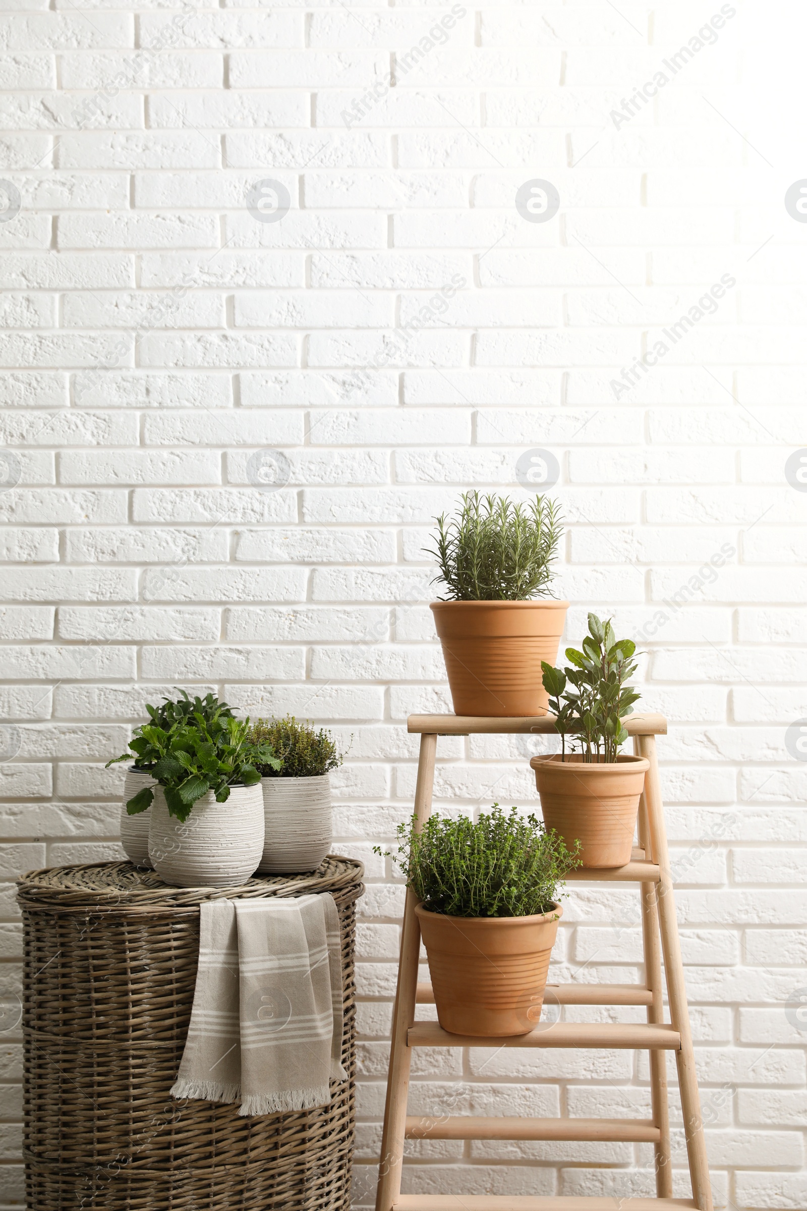 Photo of Different aromatic potted herbs near white brick wall indoors