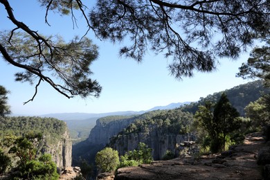 Photo of Beautiful view of canyon and trees from cliff