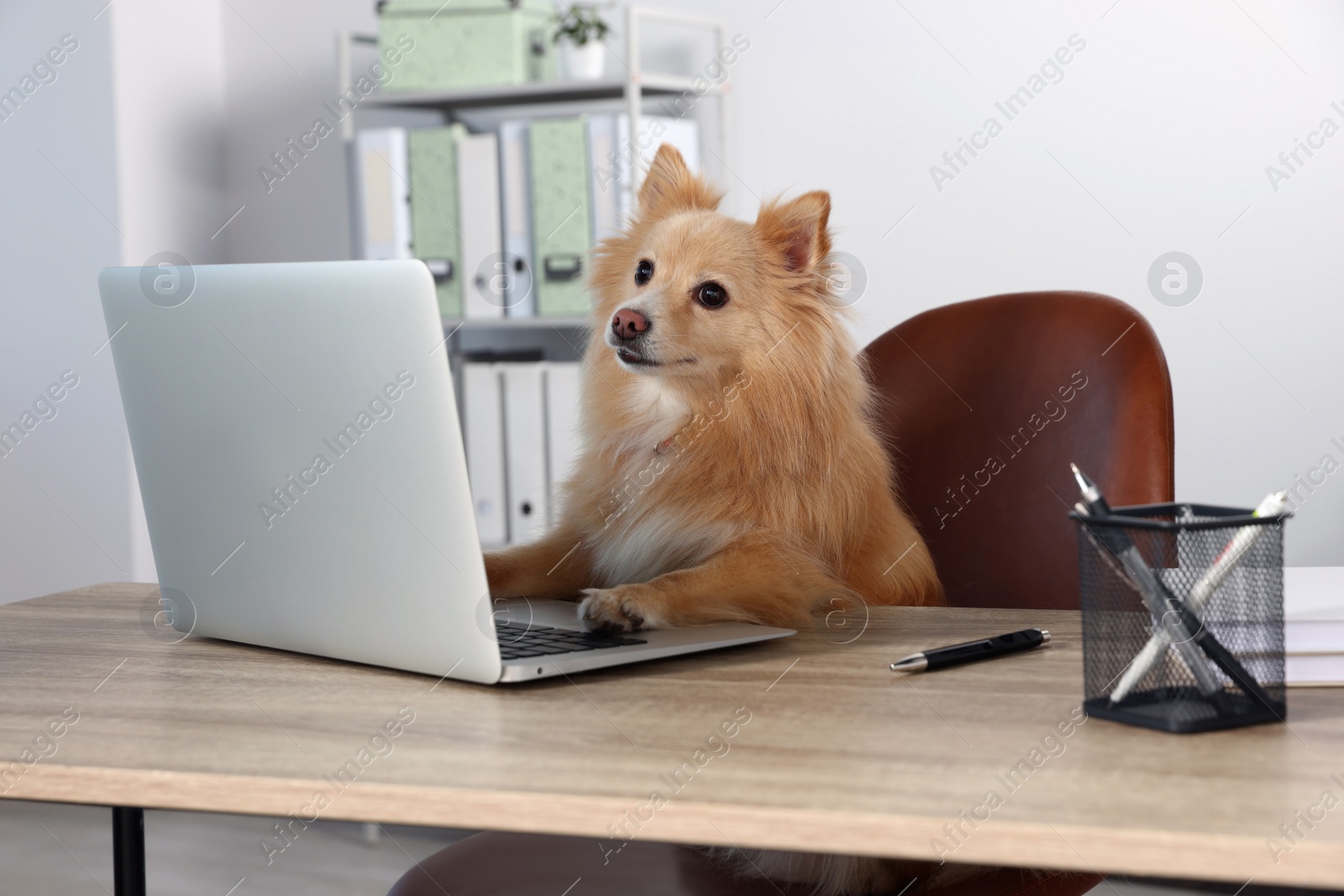 Photo of Cute Pomeranian spitz dog at table in office