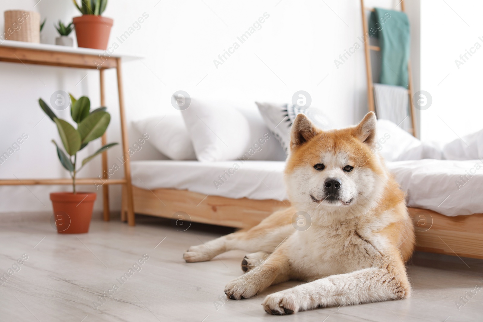 Photo of Cute Akita Inu dog near bed in room with houseplants, space for text