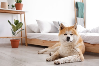 Cute Akita Inu dog near bed in room with houseplants, space for text