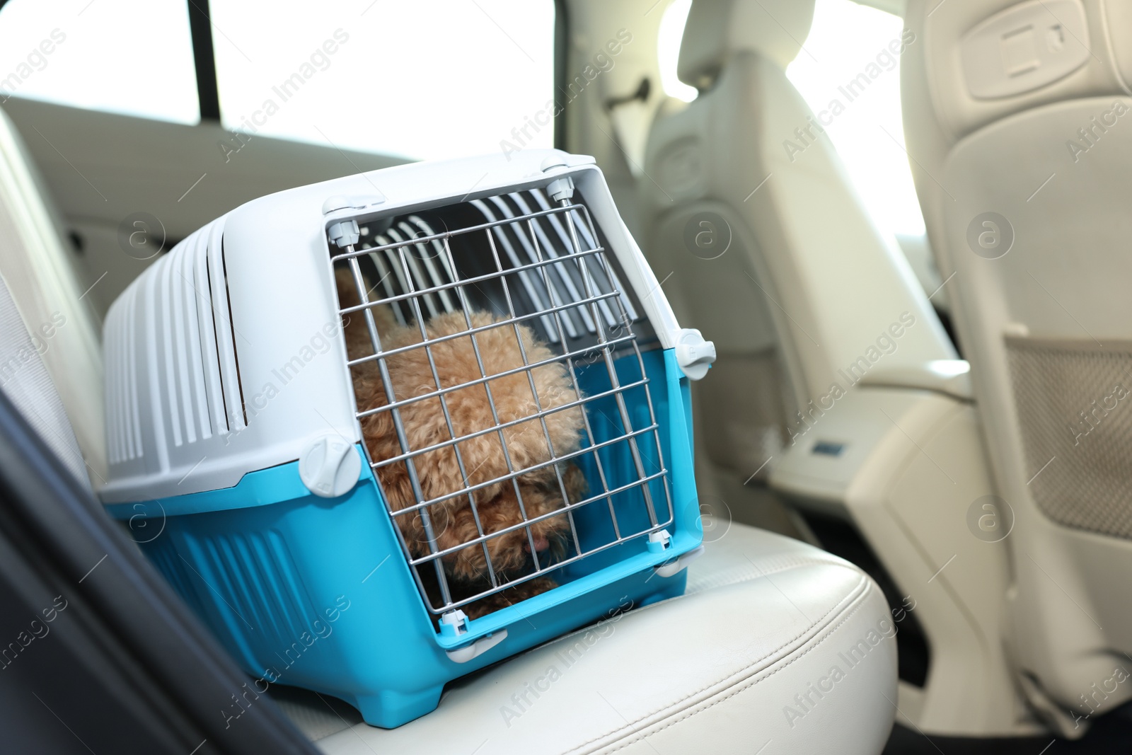 Photo of Cute dog in pet carrier travelling by car. Space for text