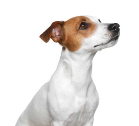 Photo of Adorable Jack Russell terrier on white background