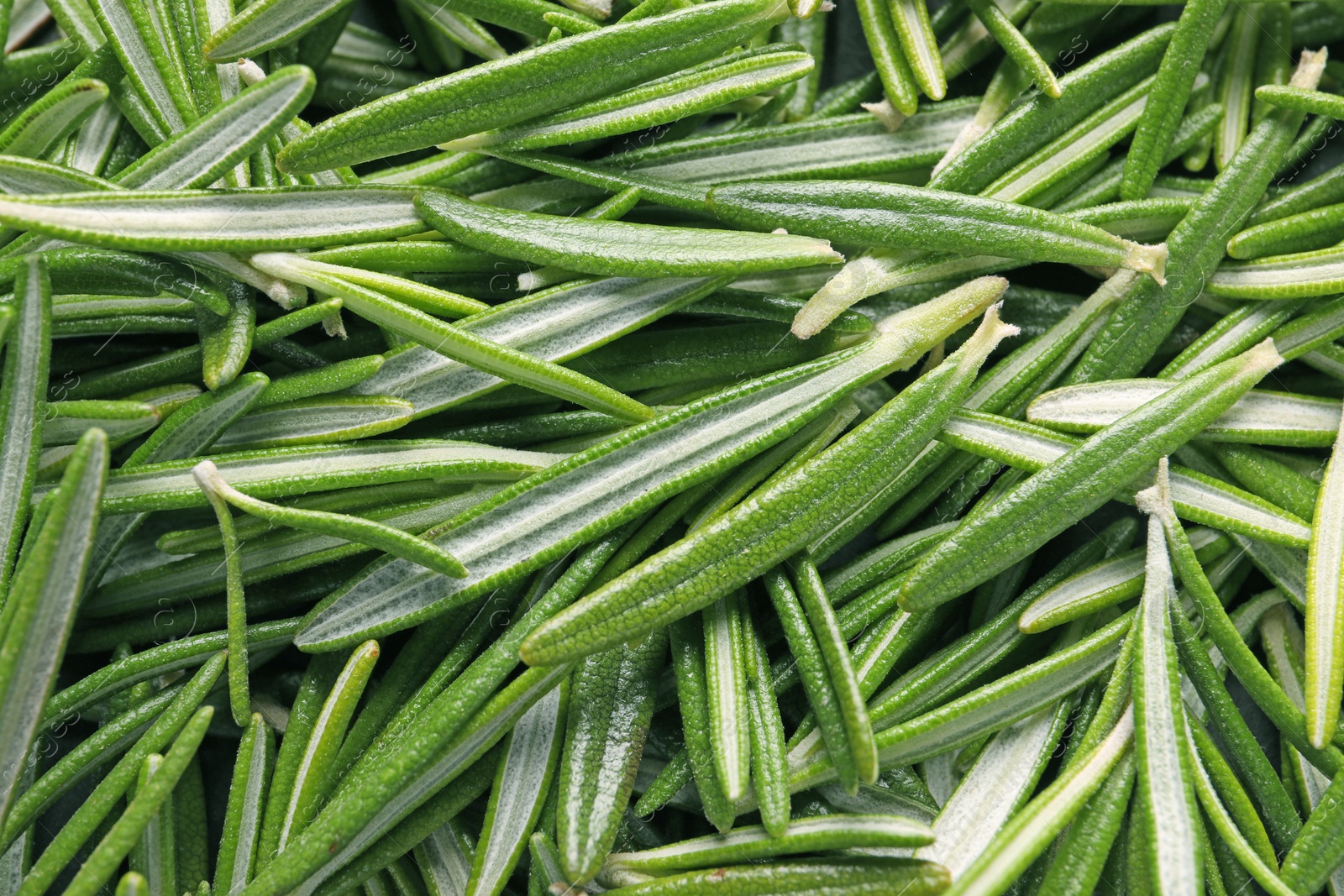 Photo of Fresh green rosemary leaves as background, closeup