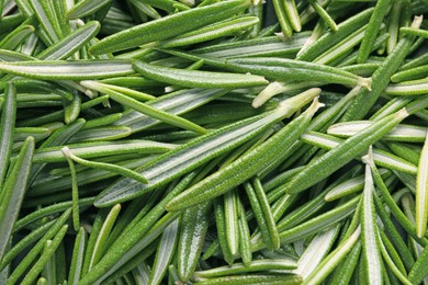 Photo of Fresh green rosemary leaves as background, closeup