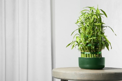 Photo of Table with potted bamboo plant near wall. Space for text