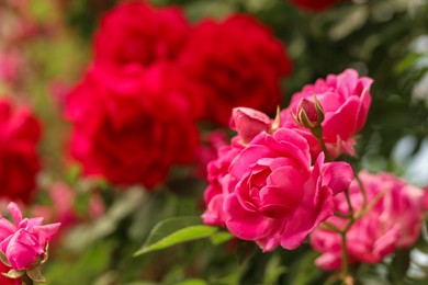 Closeup view of beautiful blooming rose bush outdoors on sunny day. Space for text