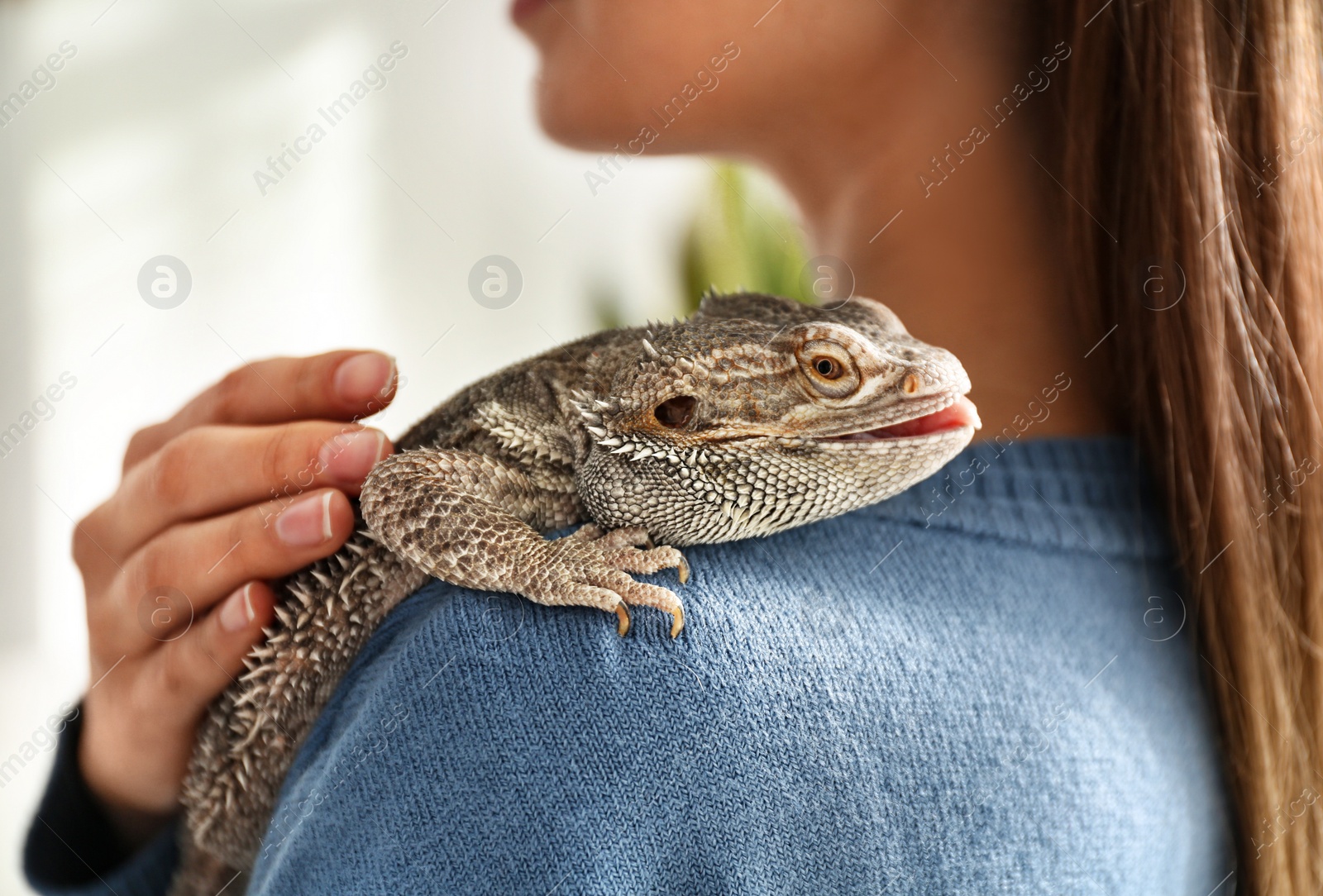 Photo of Young woman with bearded lizard at home, closeup. Exotic pet