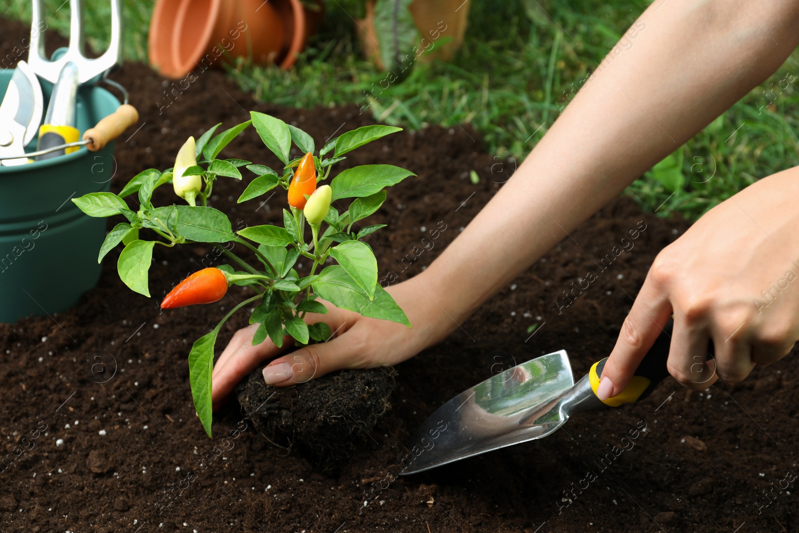 Photo of Woman transplanting pepper plant into soil in garden, closeup