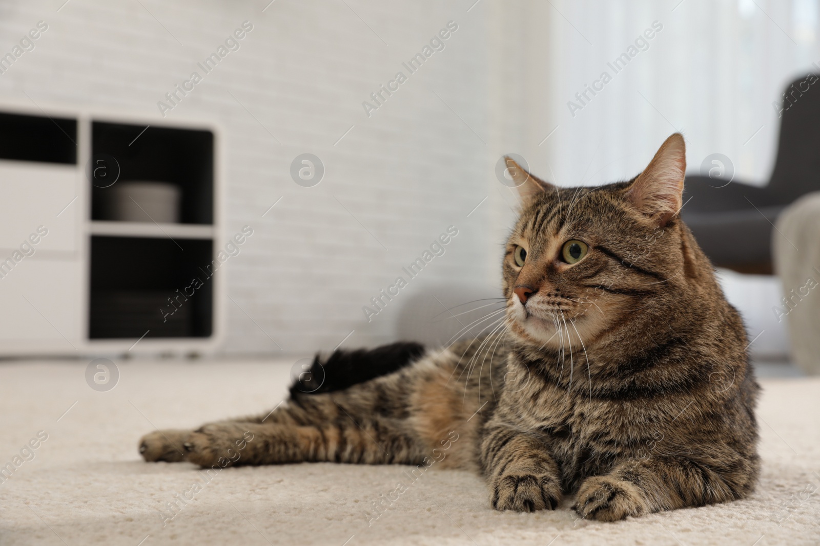 Photo of Tabby cat on floor in living room