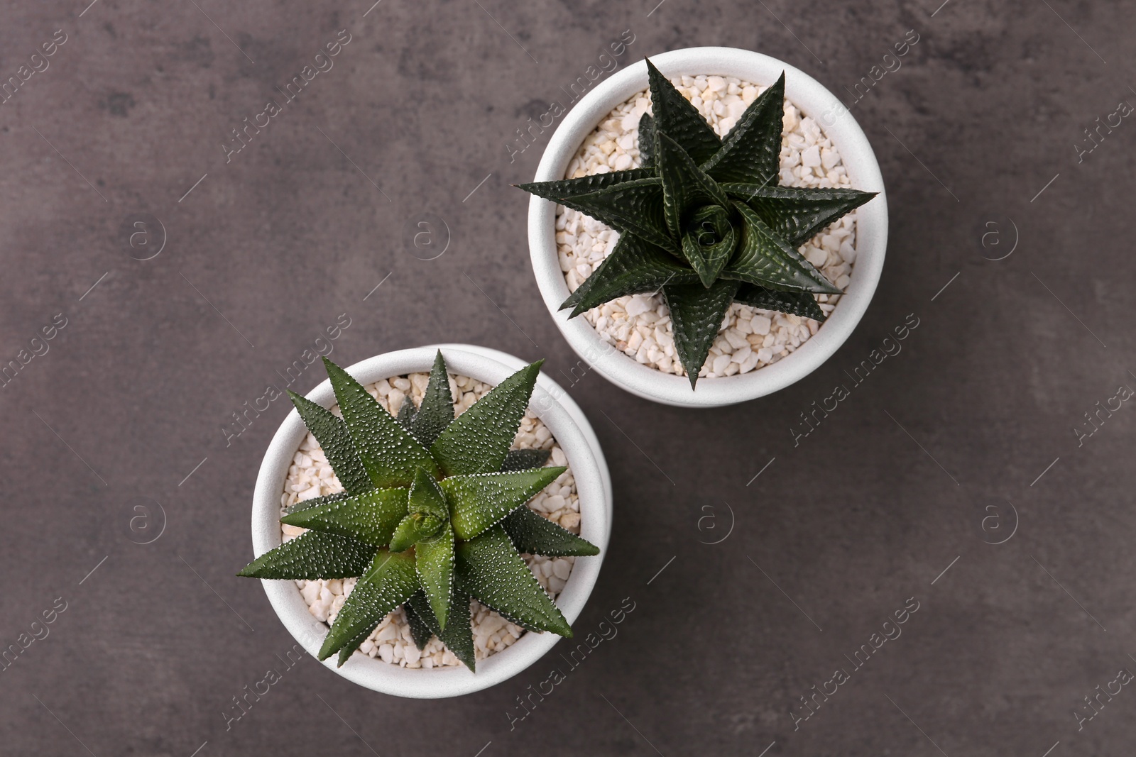 Photo of Succulent plants in pots on grey table, flat lay