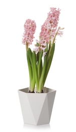 Beautiful spring hyacinth flowers isolated on white