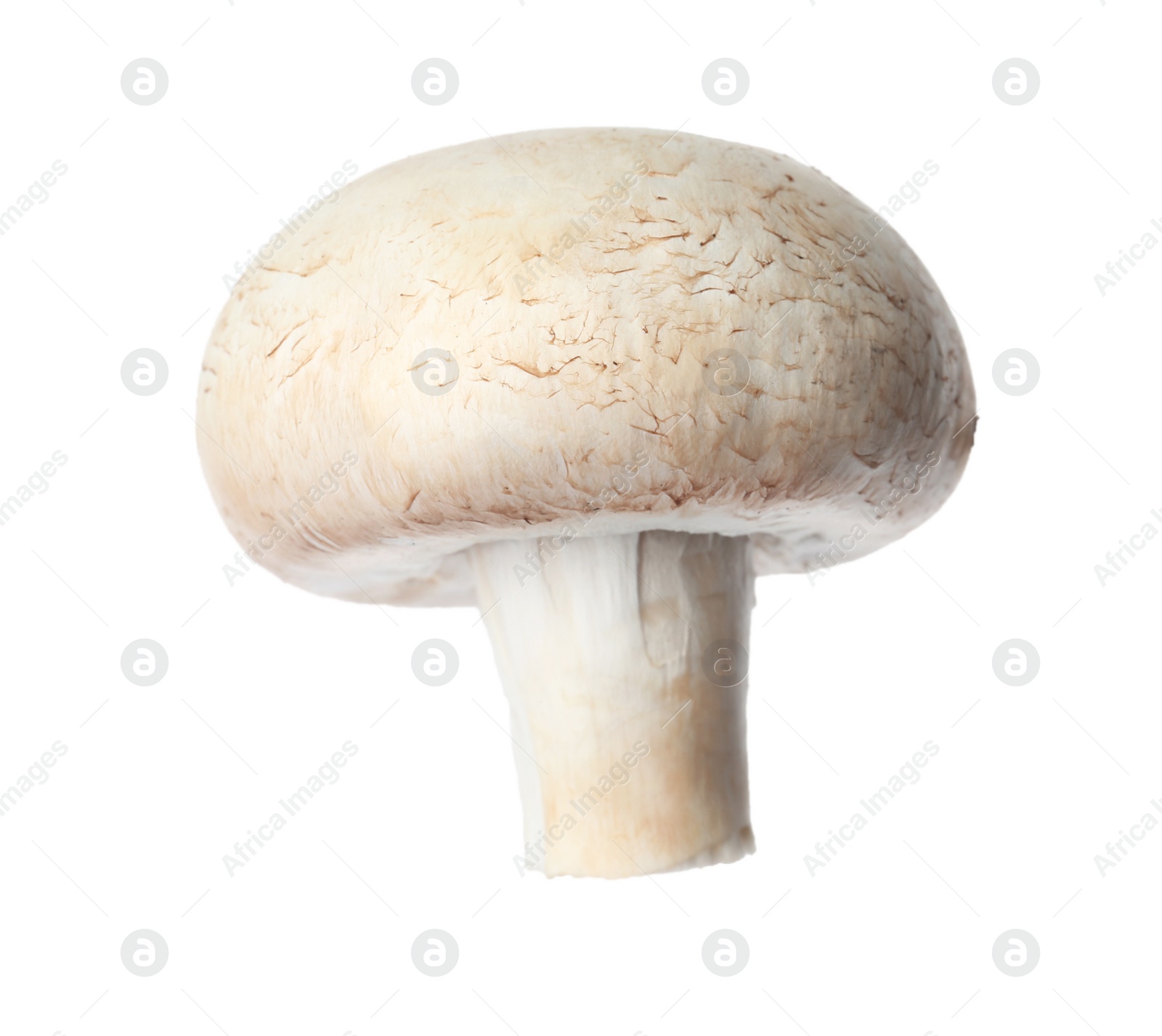 Photo of Fresh champignon mushroom isolated on white. Healthy food