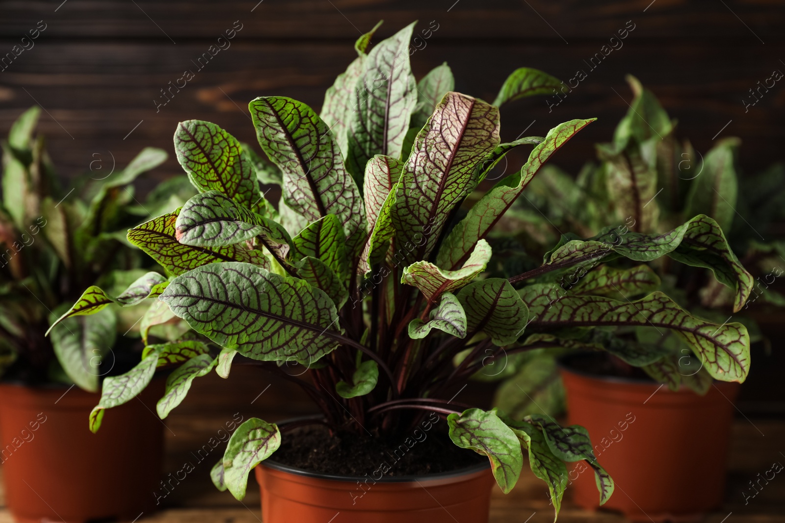 Photo of Sorrel plants in pots on wooden background, closeup