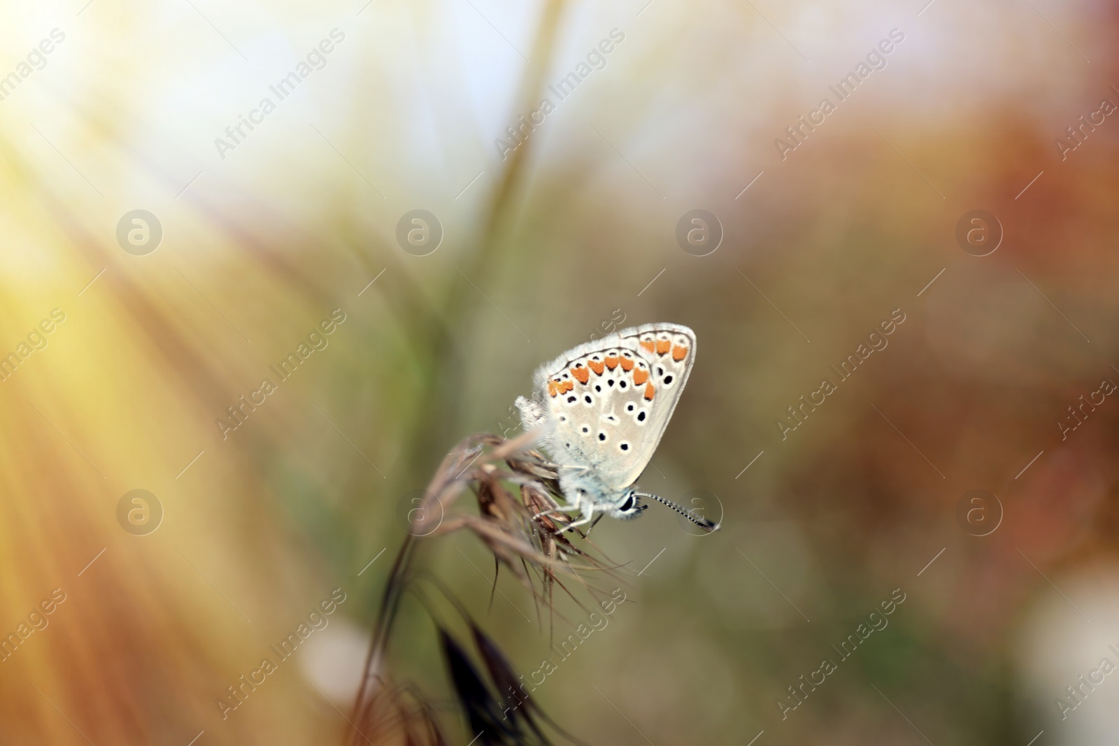 Photo of Beautiful Adonis blue butterfly on plant in field, closeup