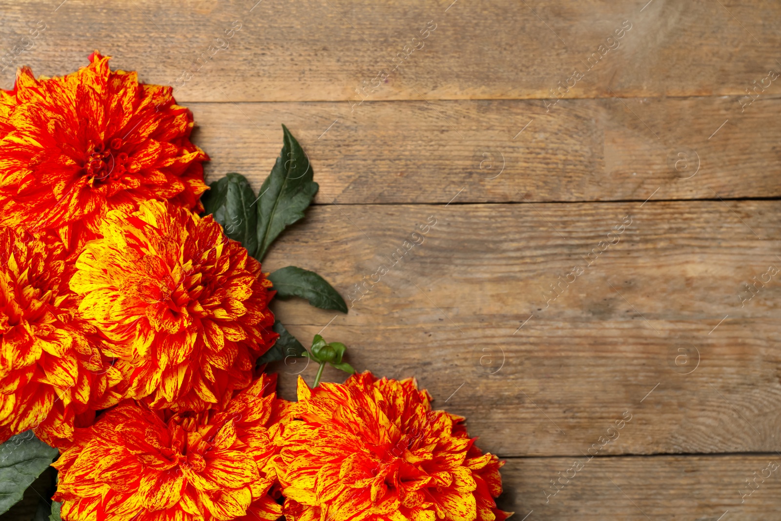 Image of Beautiful orange dahlia flowers on wooden background, flat lay. Space for text