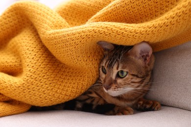 Photo of Cute Bengal cat lying on sofa at home, closeup. Adorable pet