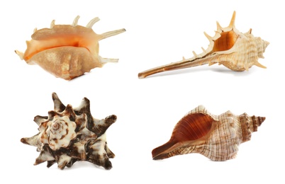 Image of Set of different beautiful sea shells on white background