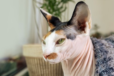 Photo of Cute Sphynx cat in warm sweater at home, closeup
