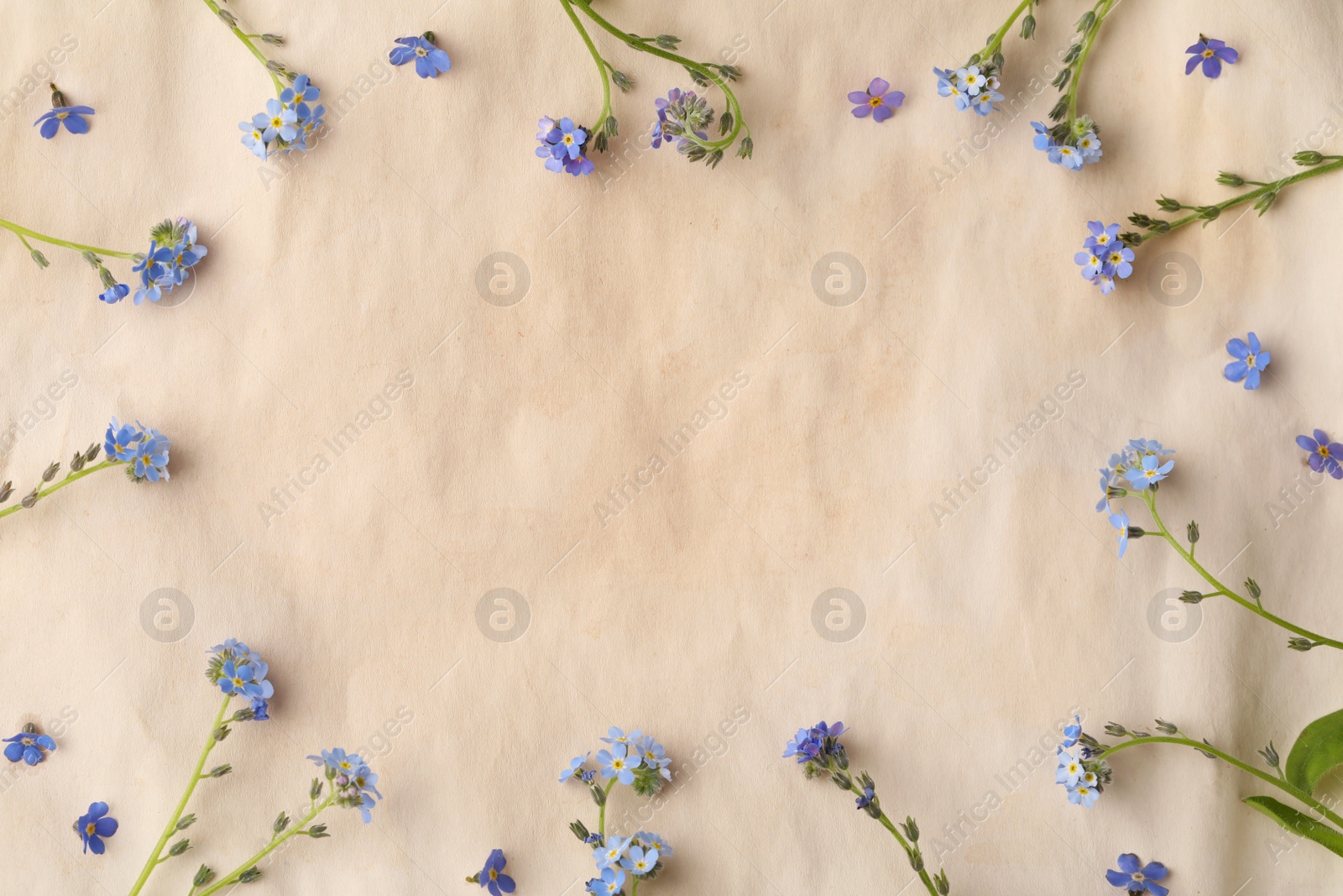 Photo of Beautiful Forget-me-not flowers on parchment, flat lay. Space for text