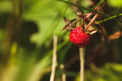 One small wild strawberry growing outdoors. Space for text