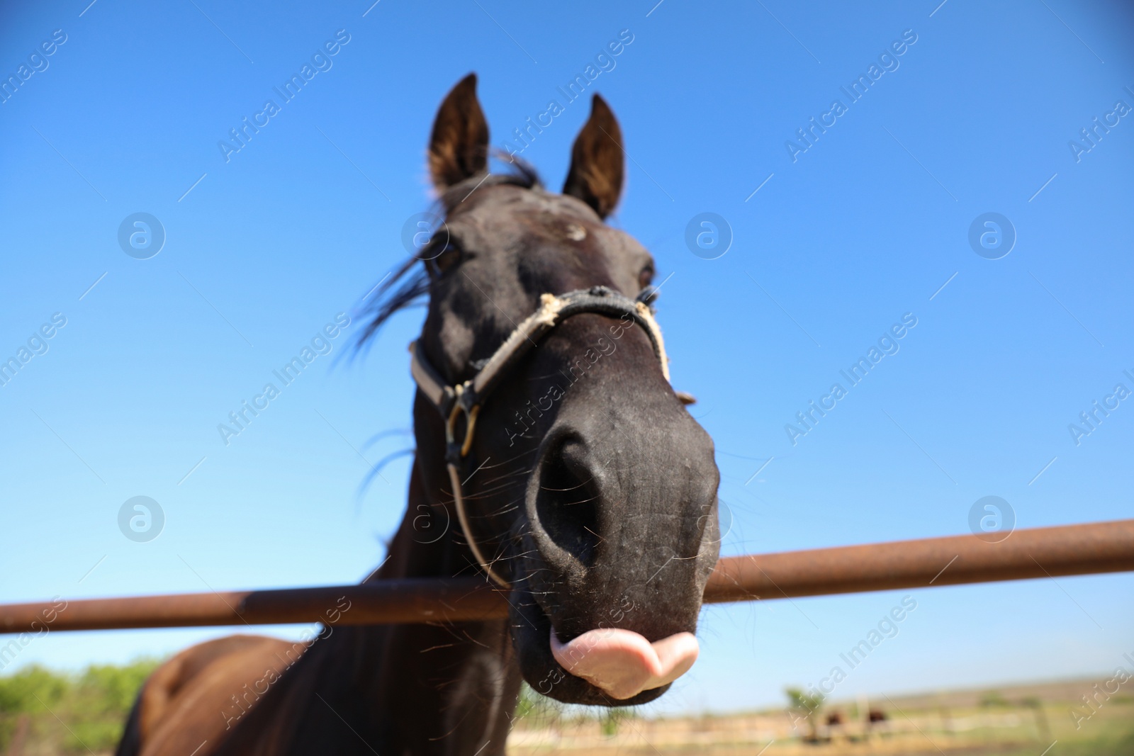 Photo of Dark horse at fence outdoors on sunny day, closeup. Beautiful pet