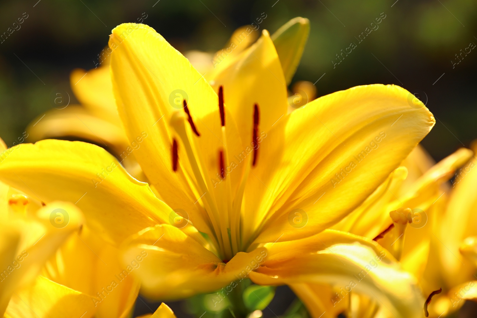 Photo of Beautiful bright yellow lilies growing at flower field, closeup