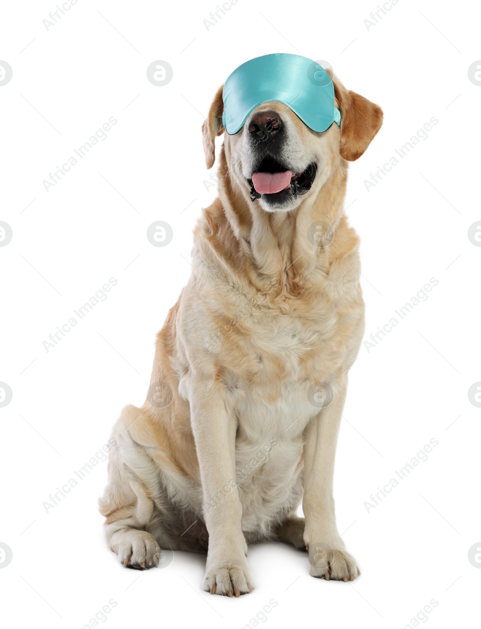 Photo of Cute Labrador Retriever with light blue sleep mask on white background