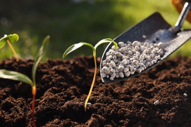 Photo of Fertilizing soil with growing young sprouts outdoors, closeup