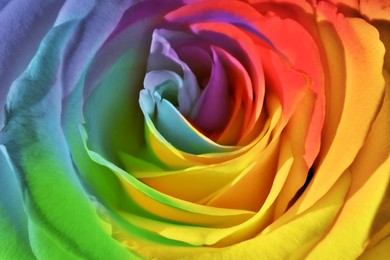 Image of Beautiful rose flower in rainbow colors as background, closeup