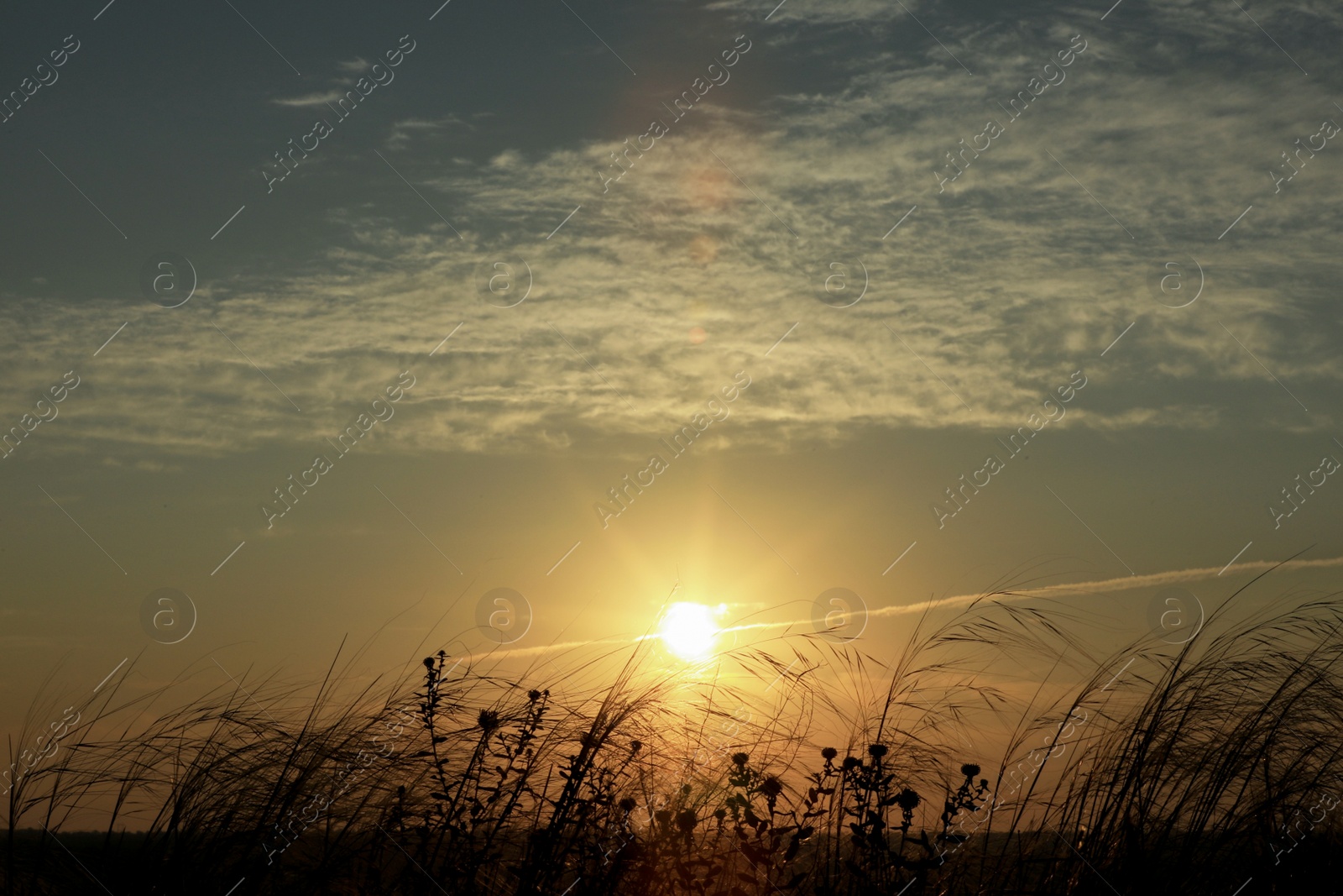 Photo of Beautiful view of plants outdoors at sunrise