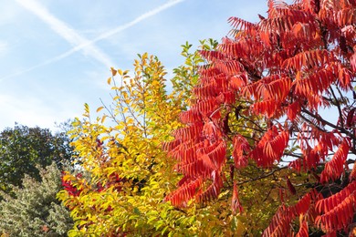 Photo of Trees with red and yellow foliage under blue sky. Autumn season