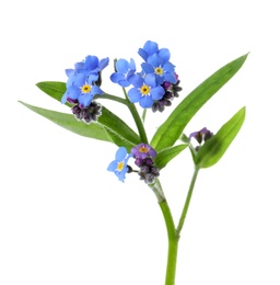 Photo of Amazing spring forget-me-not flowers on white background