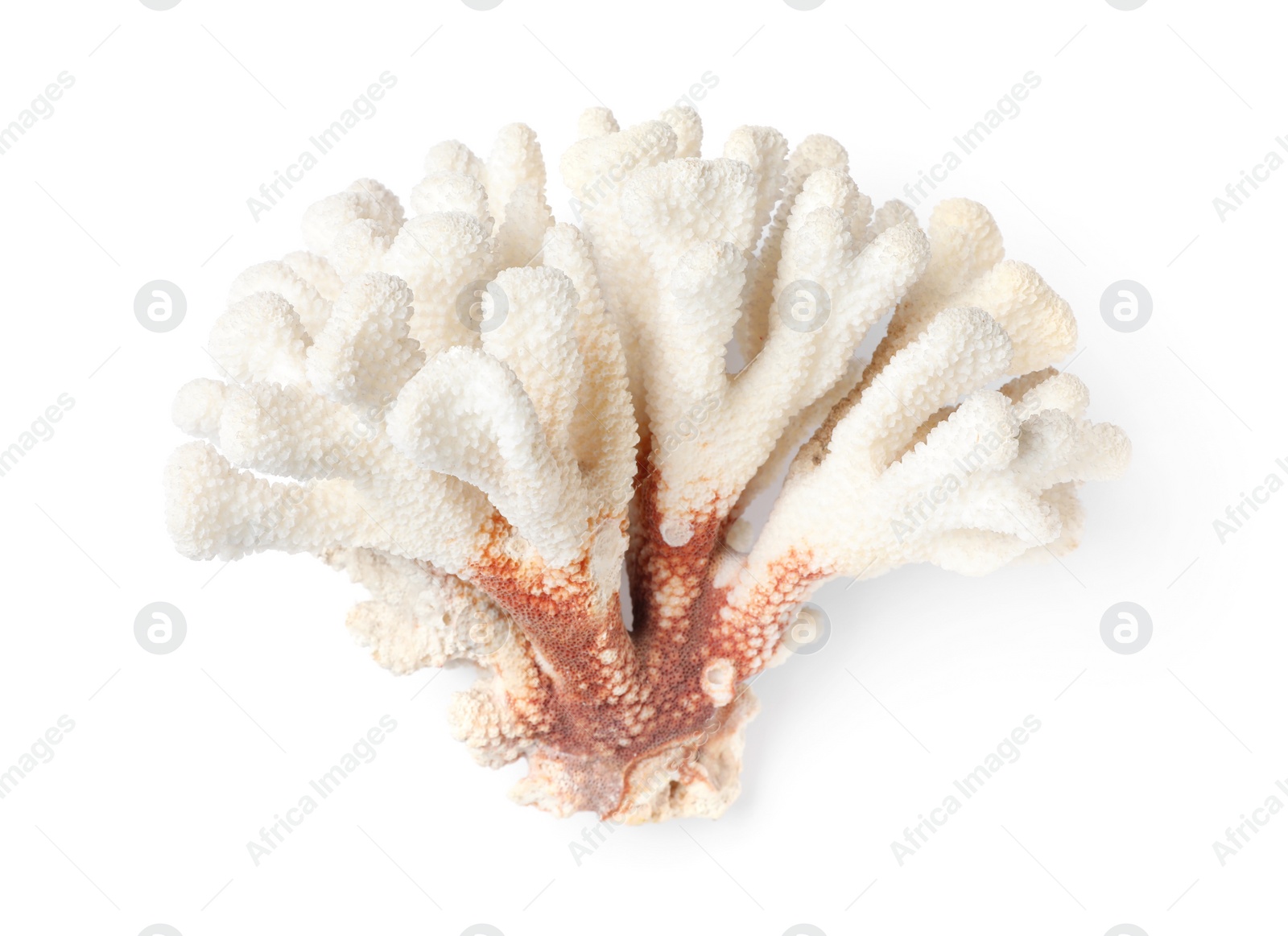 Photo of Beautiful exotic sea coral isolated on white, top view