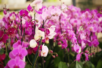 Beautiful pink orchid flowers, closeup. Tropical plant