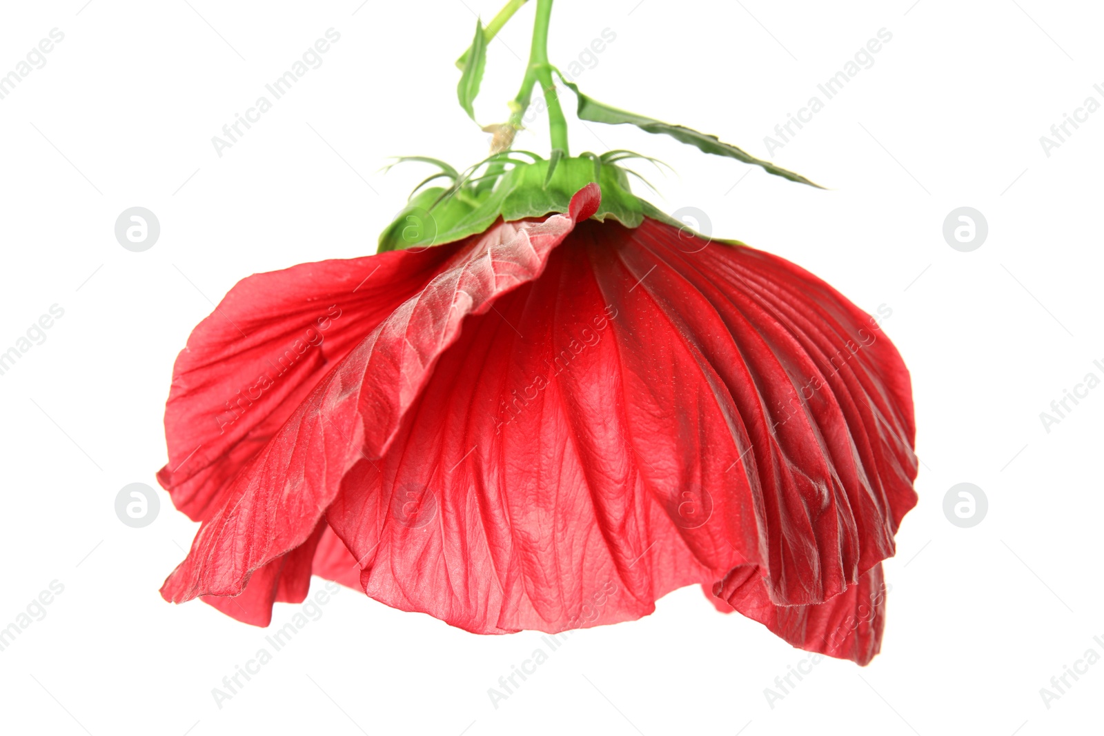 Photo of Beautiful red hibiscus flower on white background