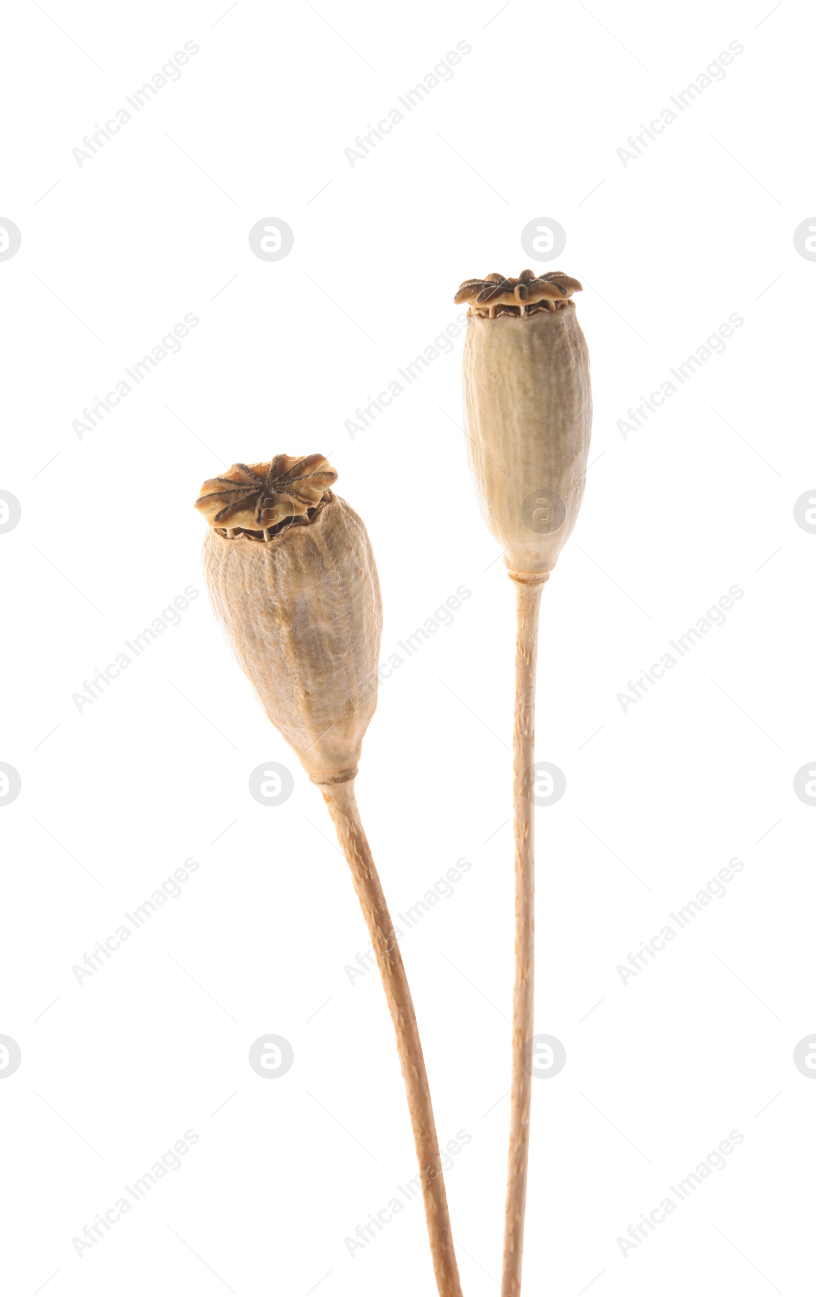 Photo of Dry poppy heads with seeds on white background