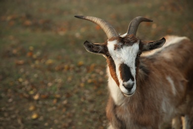 Photo of Goat grazing on autumn pasture. Farm animal