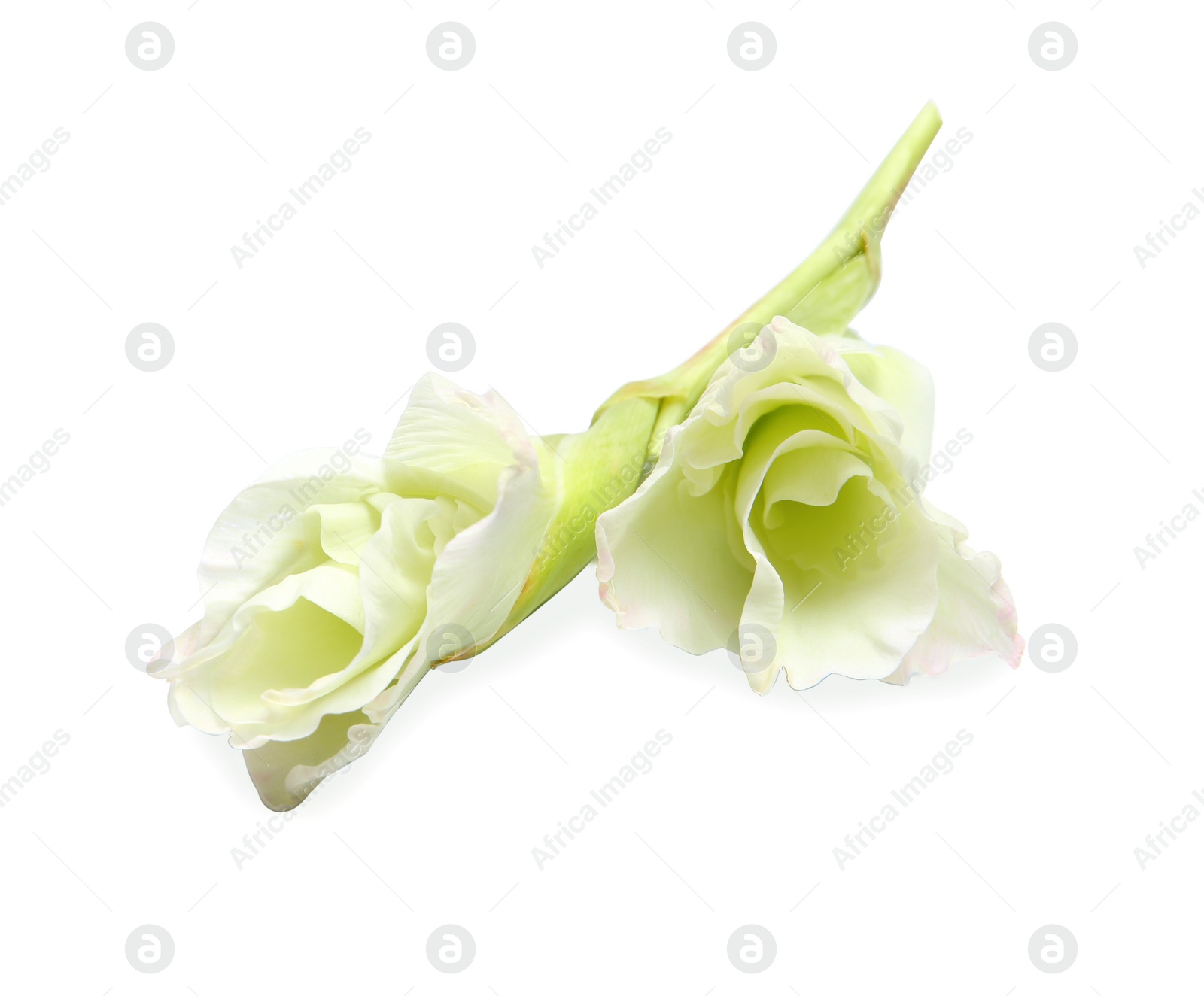 Photo of Beautiful gladiolus flowers on white background