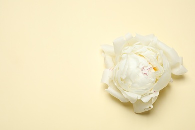 Photo of Beautiful white peony on beige background, top view. Space for text