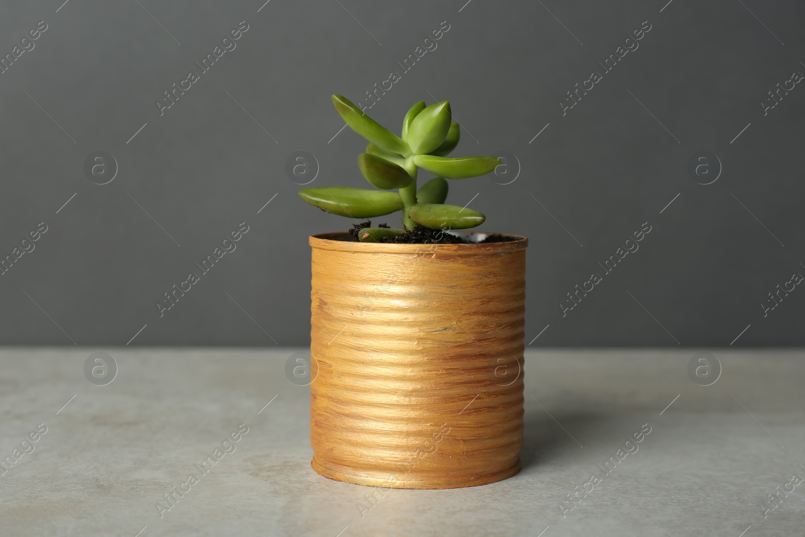 Photo of Beautiful echeveria plant in tin can on light grey stone table, closeup