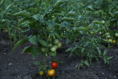 Fresh young tomato plants growing in ground outdoors. Gardening season