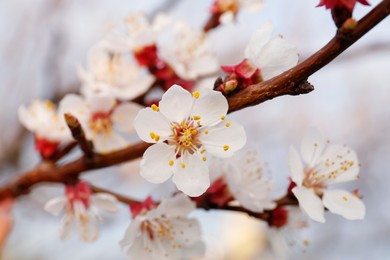 Photo of Branch of beautiful blossoming cherry tree outdoors, closeup. Spring season