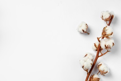 Photo of Dried cotton branch with fluffy flowers on white background, flat lay. Space for text