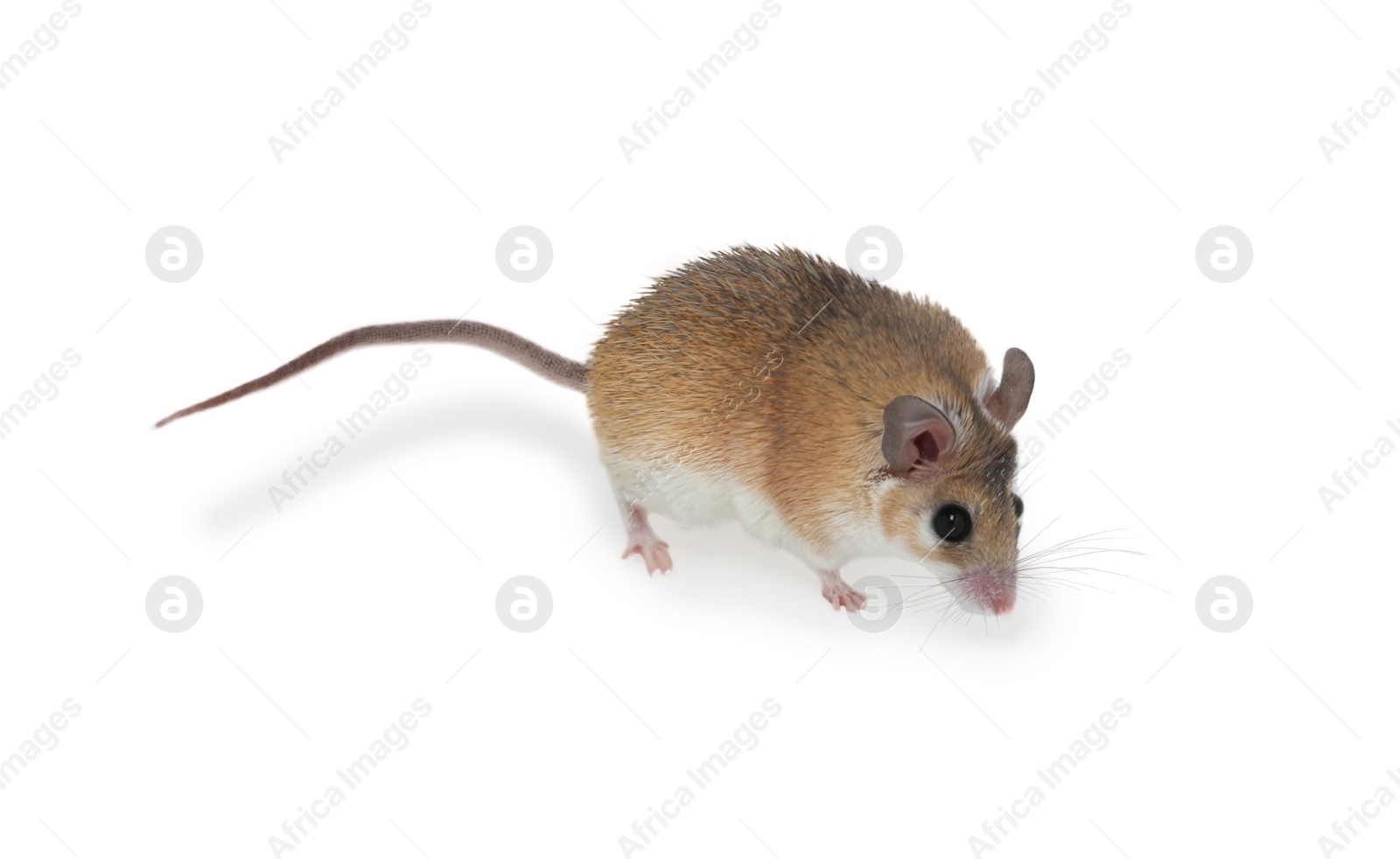 Photo of Small cute spiny mouse on white background